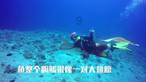 动物帮帮忙保卫家园