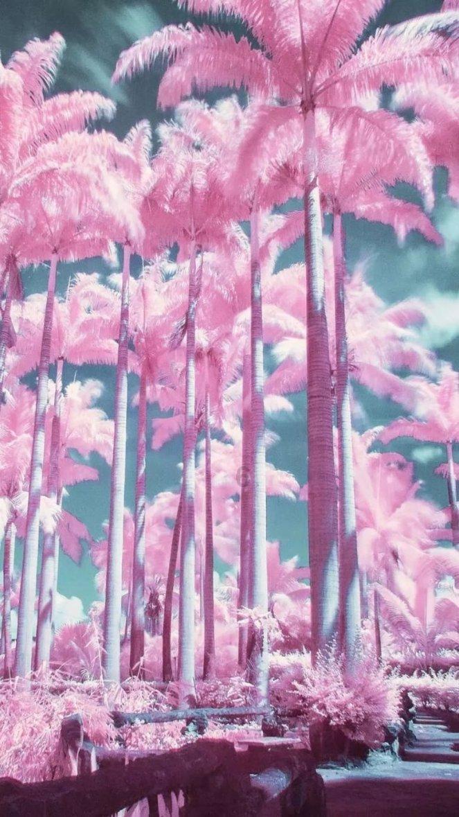 创作猫